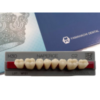 Зубы Yamahachi, жевательная группа, C2 M30, дно, 8шт.