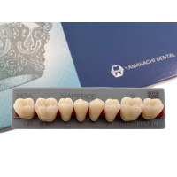 Зубы Yamahachi, жевательная группа, А2 М36, дно, 8шт.