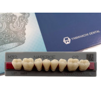 Зубы Yamahachi, жевательная группа, C2 M32, дно, 8шт.