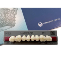 Зубы Yamahachi, жевательная группа, B1 M32, верх, 8шт.