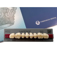 Зуби Yamahachi, жувальна група, B2 M32, верх, 8шт.