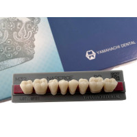 Зубы Yamahachi, жевательная группа, D2 M32, дно, 8шт.
