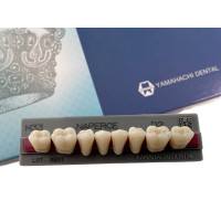 Зубы Yamahachi, жевательная группа, D2 M33, дно, 8шт.