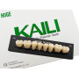 Зубы KAILI жевательные A2 34 низ