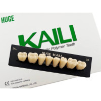 Зубы KAILI жевательные D3 34 низ