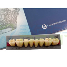 Зуби Yamahachi, жувальна група, B3 M34, низ, 8шт.