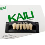 Зубы KAILI фронт низ A3 L10